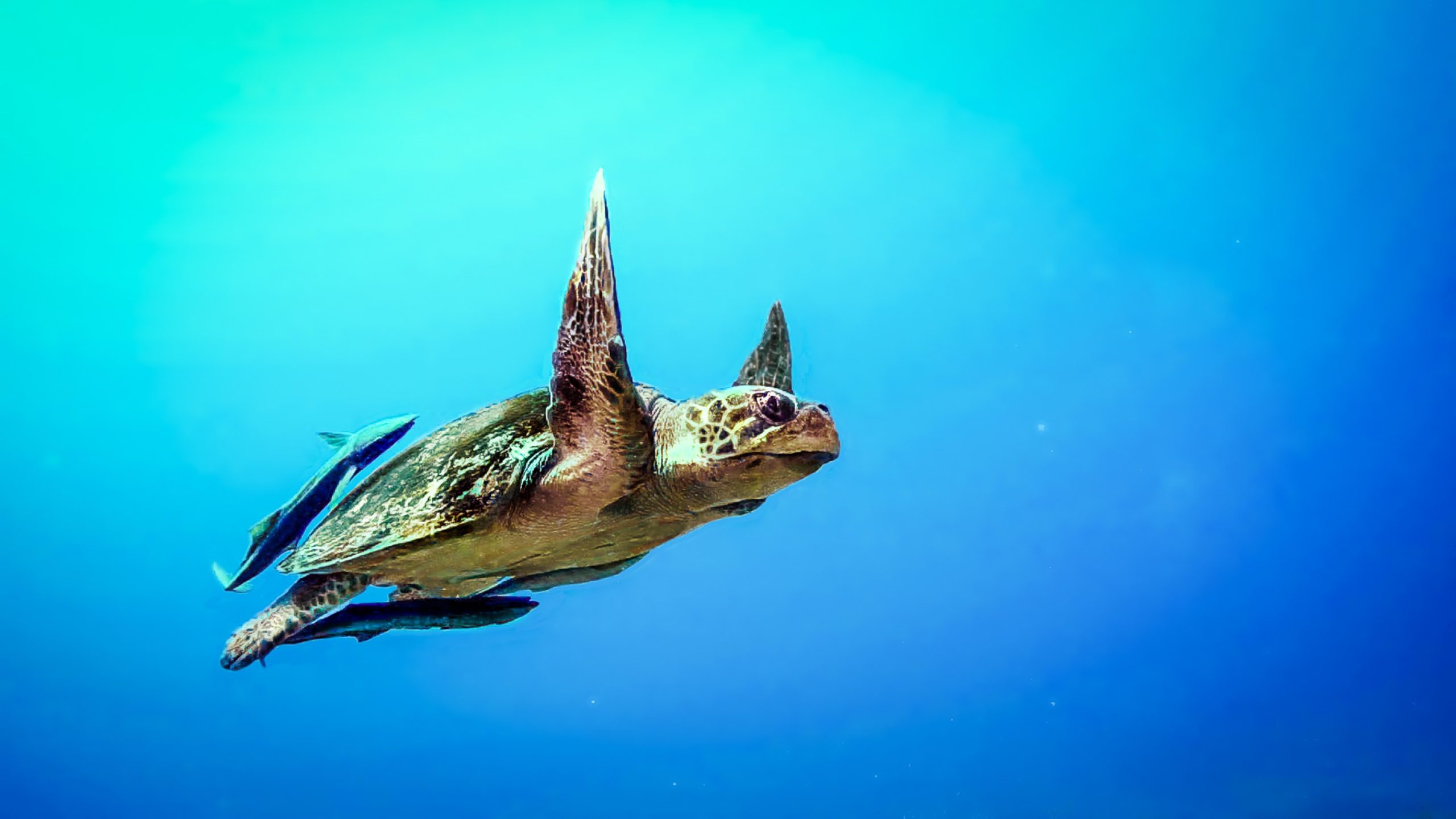 Diving and snorkelling the reefs, Ilha Grande